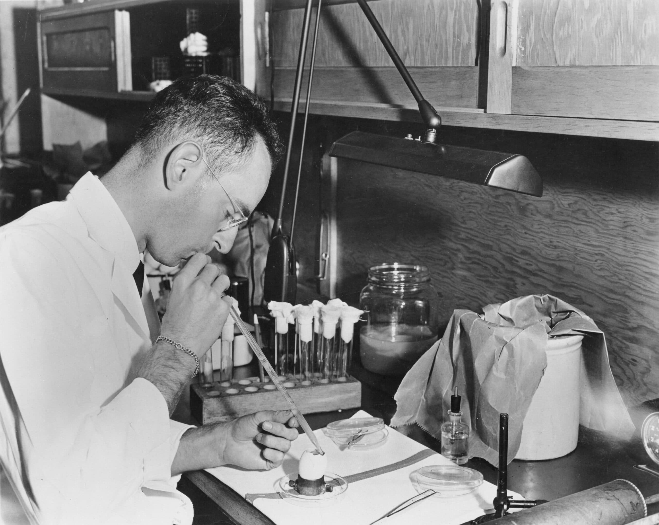 Historical laboratory work extracting influenza virus fluid from a chicken embryo, 1943